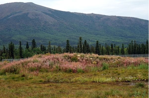 kobuk overgrown stockpile