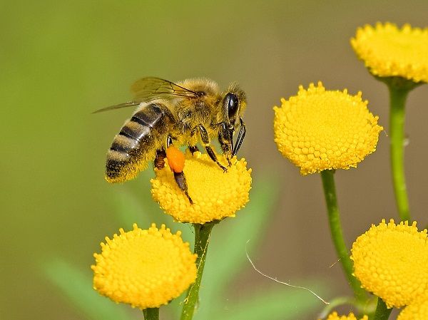 Honeybee on a dandelion