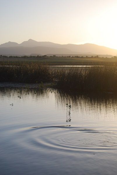 pond in the sunset