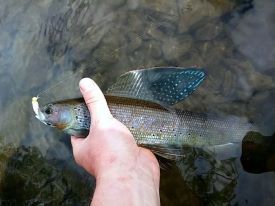 Arctic Grayling
