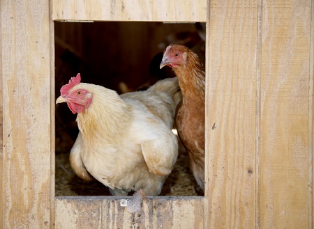 Chickens in a coop