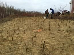 Phytoremediation the the Ruby Former Head Start Building in Ruby Alaska