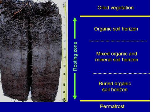 soil profile