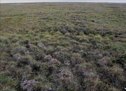 tussock tundra