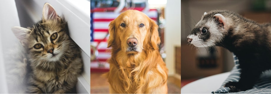 cat, dog, ferret