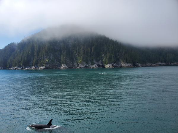 Orca swimming in a fjord