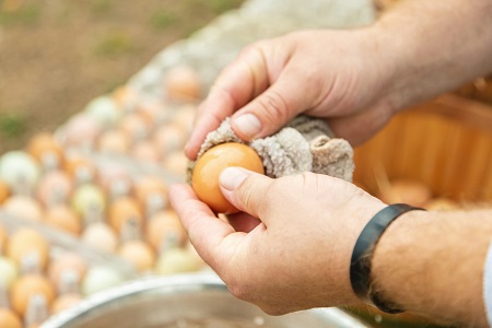Cleaning eggs