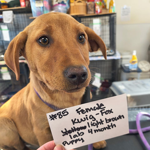 Sammy the found dog, a female puppy from Kwig-Fox, #85